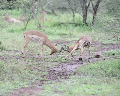 Impala, Ram, 2-010113-Kruger National Park, South Africa-#2421.jpg