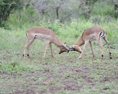 Impala, Ram, 2-010113-Kruger National Park, South Africa-#2481.jpg