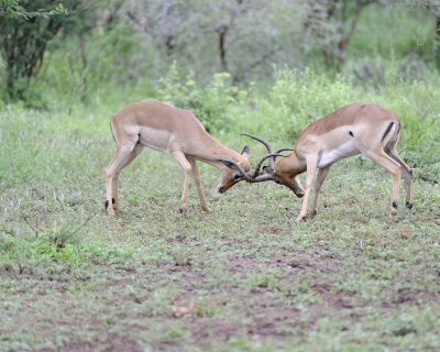 Impala, Ram, 2-010113-Kruger National Park, South Africa-#2498.jpg