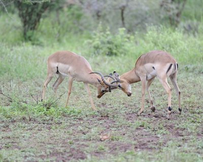 Impala, Ram, 2-010113-Kruger National Park, South Africa-#2502.jpg