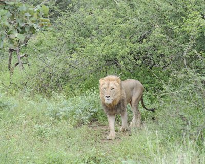 Lion, Male-010113-Kruger National Park, South Africa-#0893.jpg