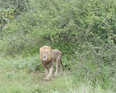 Lion, Male-010113-Kruger National Park, South Africa-#0894.jpg