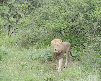 Lion, Male-010113-Kruger National Park, South Africa-#0895.jpg
