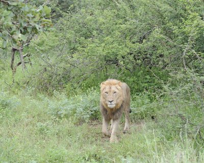 Lion, Male-010113-Kruger National Park, South Africa-#0898.jpg