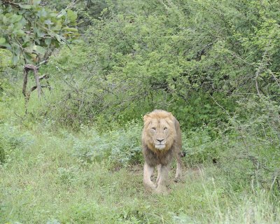 Lion, Male-010113-Kruger National Park, South Africa-#0899.jpg