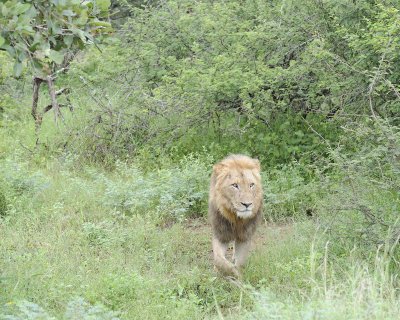 Lion, Male-010113-Kruger National Park, South Africa-#0909.jpg