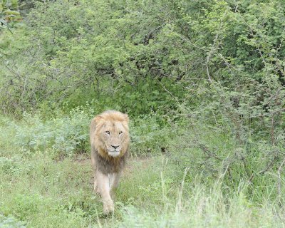 Lion, Male-010113-Kruger National Park, South Africa-#0910.jpg