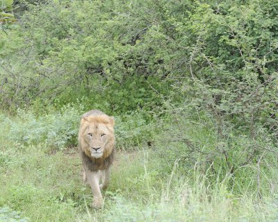 Lion, Male-010113-Kruger National Park, South Africa-#0912.jpg