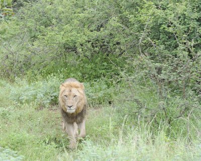Lion, Male-010113-Kruger National Park, South Africa-#0913.jpg