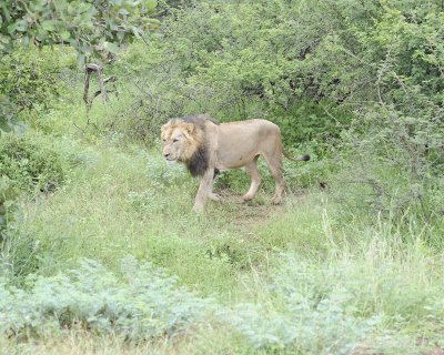 Lion, Male-010113-Kruger National Park, South Africa-#0931.jpg