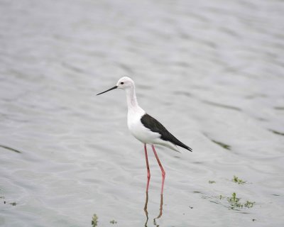 Stilt, Black-winged-010113-Kruger National Park, South Africa-#2321.jpg