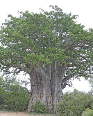 Tree, Baobab-010113-Kruger National Park, South Africa-#1742.jpg