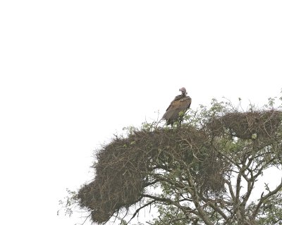Vulture, Lappet-faced-010113-Kruger National Park, South Africa-#2603.jpg