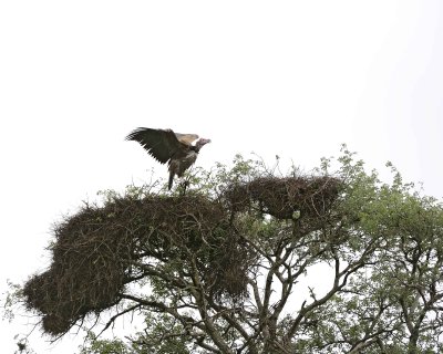Vulture, Lappet-faced-010113-Kruger National Park, South Africa-#2630.jpg