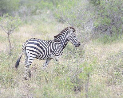 Zebra, Burchell's-010113-Kruger National Park, South Africa-#1743.jpg