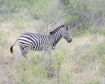 Zebra, Burchell's-010113-Kruger National Park, South Africa-#1744.jpg