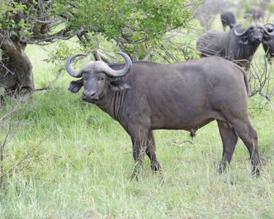 Buffalo, Cape, Bull-010313-Kruger National Park, South Africa-#0207.jpg