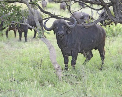 Buffalo, Cape, Bull-010313-Kruger National Park, South Africa-#0236.jpg