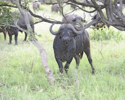 Buffalo, Cape, Bull-010313-Kruger National Park, South Africa-#0239.jpg