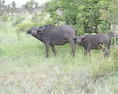 Buffalo, Cape, Cow & Calf-010313-Kruger National Park, South Africa-#0204.jpg