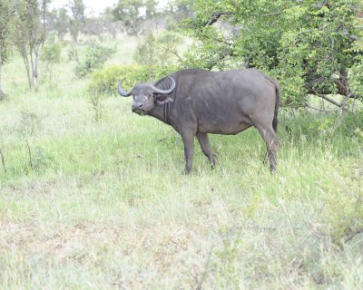 Buffalo, Cape, Cow-010313-Kruger National Park, South Africa-#0186.jpg