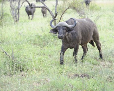 Buffalo, Cape-010313-Kruger National Park, South Africa-#0173.jpg