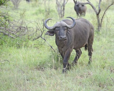 Buffalo, Cape-010313-Kruger National Park, South Africa-#0181.jpg