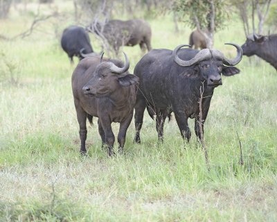 Buffalo, Cape-010313-Kruger National Park, South Africa-#0253.jpg