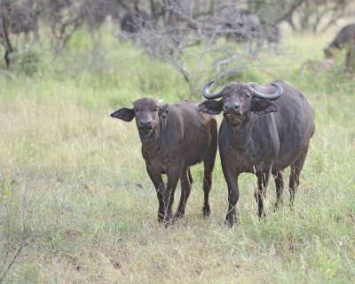 Buffalo, Cape-010313-Kruger National Park, South Africa-#0308.jpg