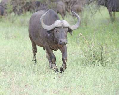 Buffalo, Cape-010313-Kruger National Park, South Africa-#0356.jpg