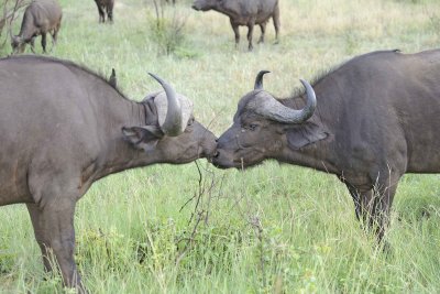 Buffalo, Cape-010313-Kruger National Park, South Africa-#0374.jpg
