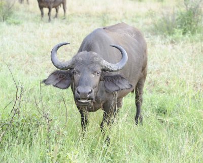 Buffalo, Cape-010313-Kruger National Park, South Africa-#0382.jpg