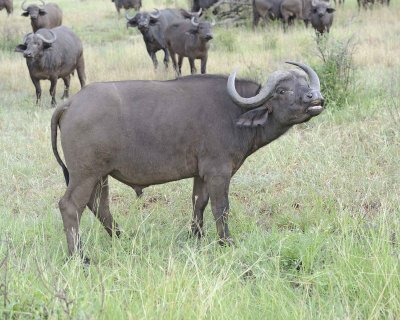 Buffalo, Cape-010313-Kruger National Park, South Africa-#0395.jpg