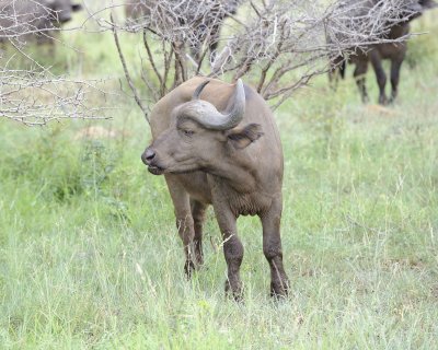 Buffalo, Cape-010313-Kruger National Park, South Africa-#0455.jpg