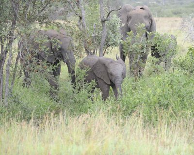 Elephant, African, Herd-010313-Kruger National Park, South Africa-#0030.jpg