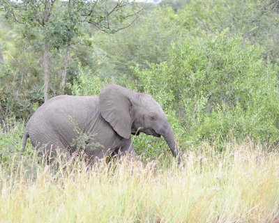Elephant, African-010313-Kruger National Park, South Africa-#0056.jpg
