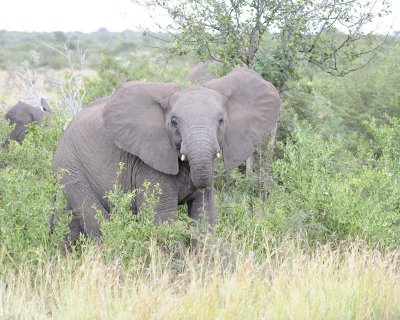 Elephant, African-010313-Kruger National Park, South Africa-#0070.jpg