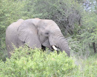 Elephant, African-010313-Kruger National Park, South Africa-#0078.jpg