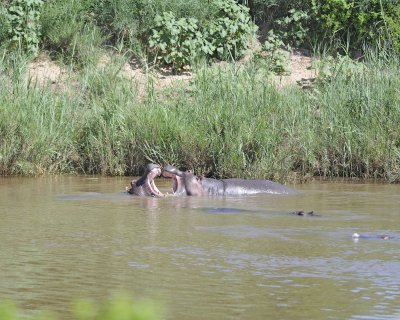 Hippopotamus, 2 fighting-010313-Kruger National Park, South Africa-#1519.jpg