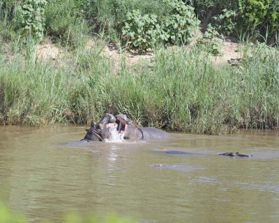 Hippopotamus, 2 fighting-010313-Kruger National Park, South Africa-#1542.jpg