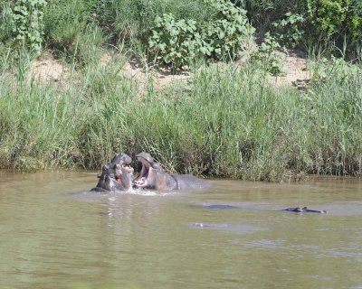 Hippopotamus, 2 fighting-010313-Kruger National Park, South Africa-#1543.jpg