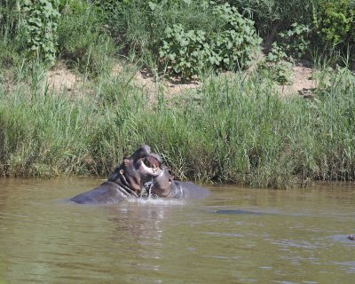 Hippopotamus, 2 fighting-010313-Kruger National Park, South Africa-#1552.jpg