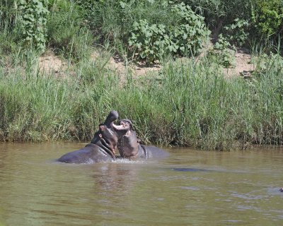 Hippopotamus, 2 fighting-010313-Kruger National Park, South Africa-#1553.jpg