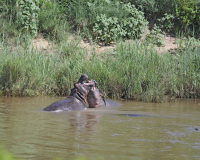 Hippopotamus, 2 fighting-010313-Kruger National Park, South Africa-#1554.jpg