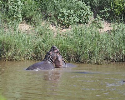 Hippopotamus, 2 fighting-010313-Kruger National Park, South Africa-#1555.jpg