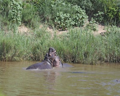 Hippopotamus, 2 fighting-010313-Kruger National Park, South Africa-#1556.jpg