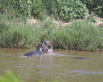 Hippopotamus, 2 fighting-010313-Kruger National Park, South Africa-#1569.jpg