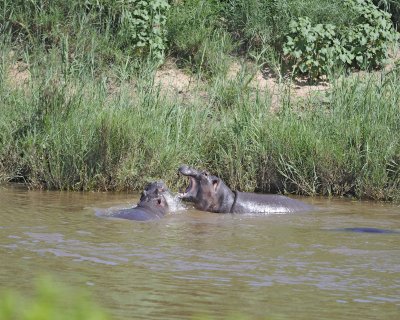 Hippopotamus, 2 fighting-010313-Kruger National Park, South Africa-#1591.jpg