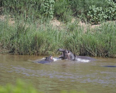 Hippopotamus, 2 fighting-010313-Kruger National Park, South Africa-#1592.jpg