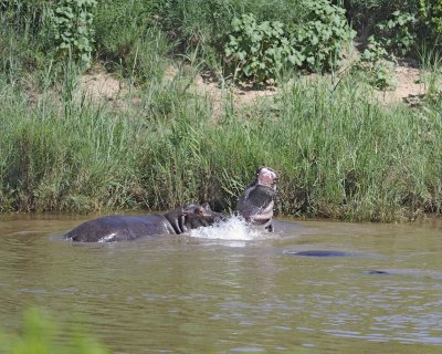 Hippopotamus, 2 fighting-010313-Kruger National Park, South Africa-#1602.jpg